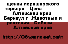 щенки иоркширского терьера › Цена ­ 15 000 - Алтайский край, Барнаул г. Животные и растения » Собаки   . Алтайский край